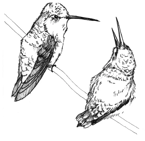 hummers.jpg
