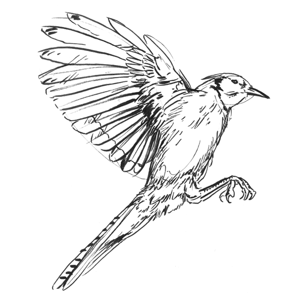 jay.png