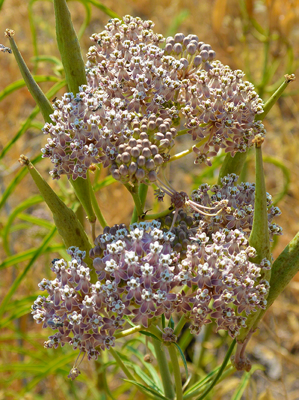 broad-leaved milkweed
