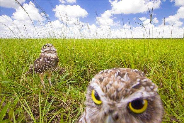 burrowing owls (by Mark Stone via Flickr)