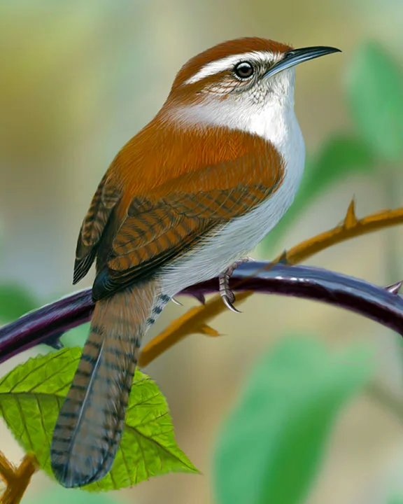 Bewick's wren | Photo credit: WhatBird.com