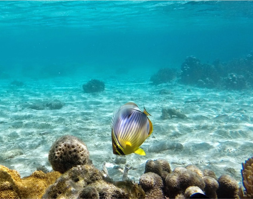 293 On Komba, Nosy Ambariovato, Madagascar