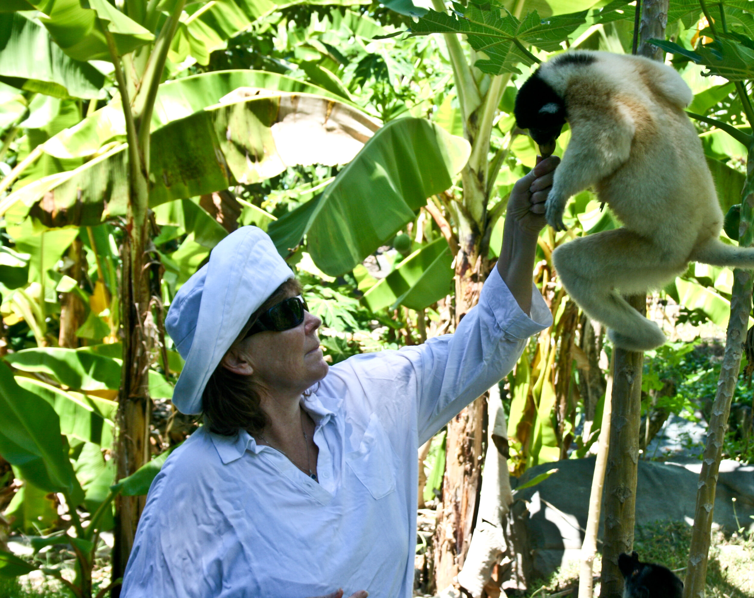 Greeting a Sifaka Lemur