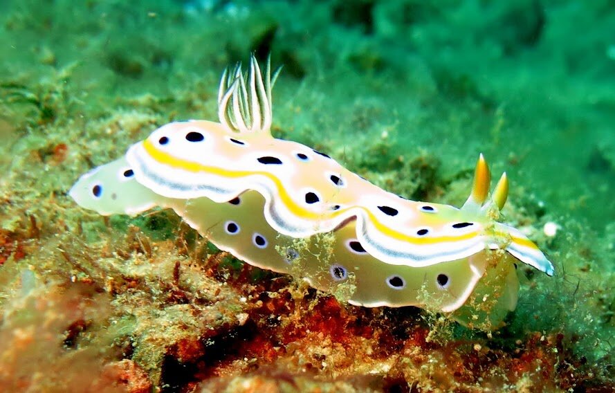 chromodoris annulata.JPG