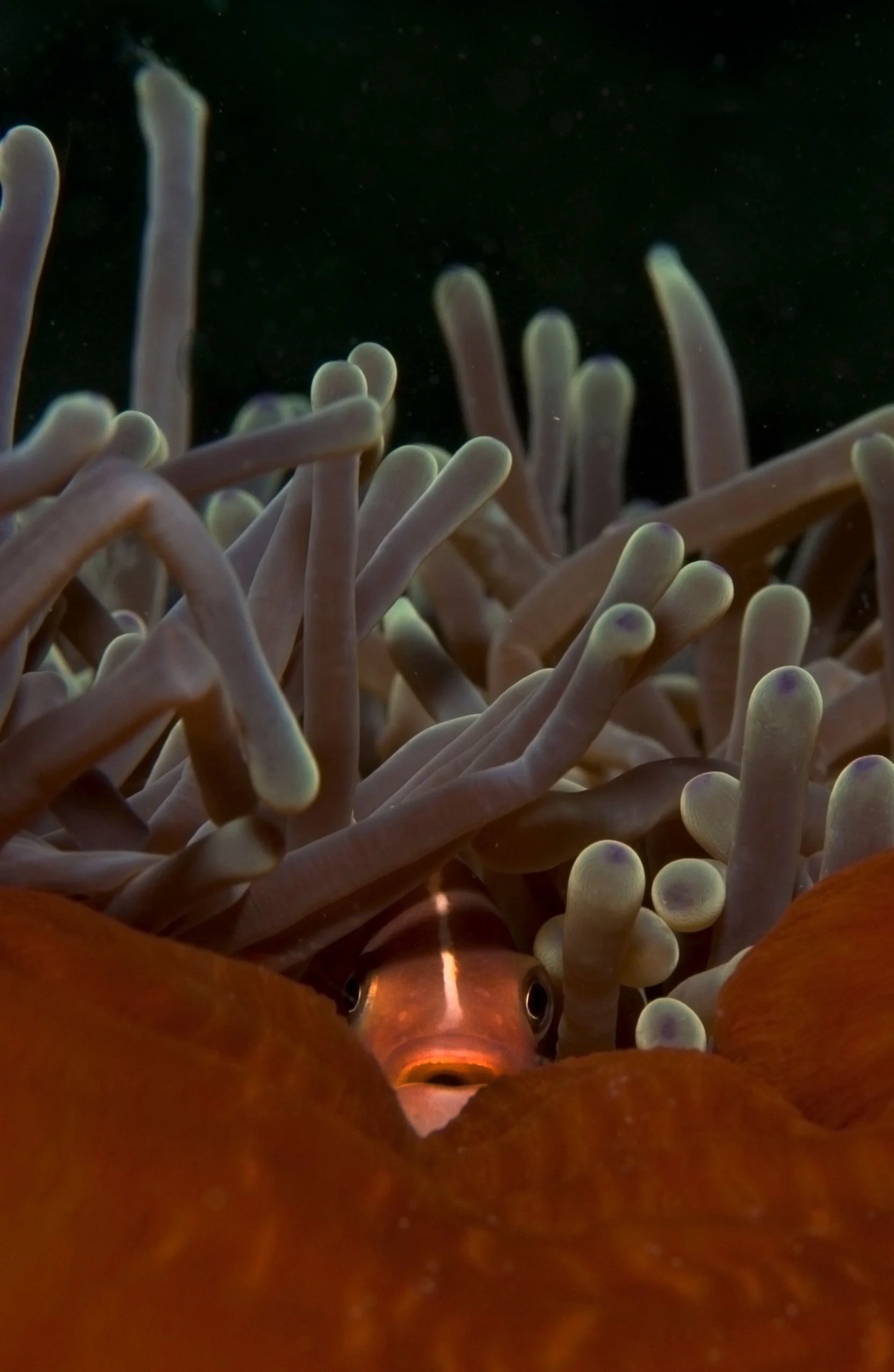 Aaron Gekoski Diving (10).jpeg