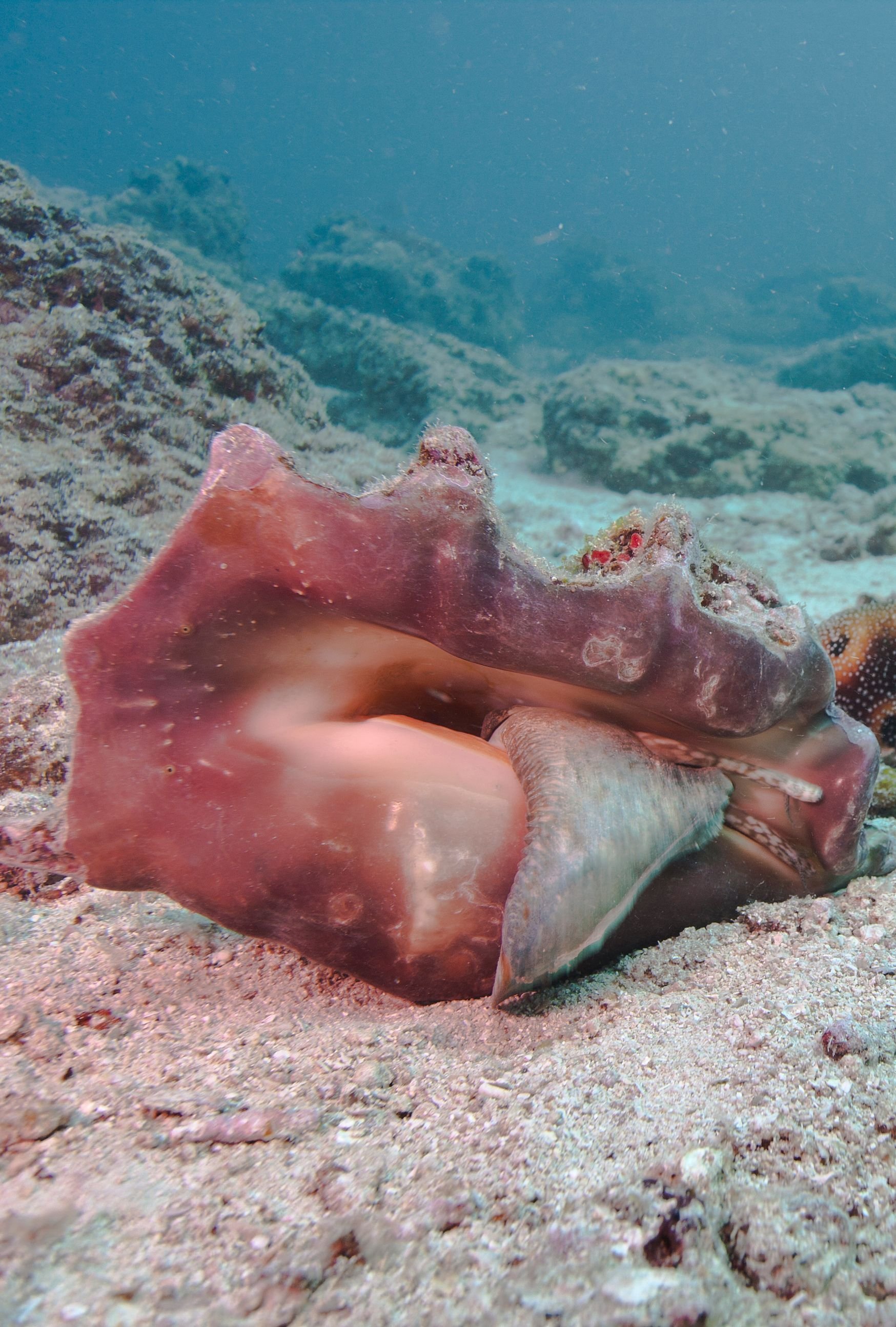Aaron Gekoski Diving (4).jpeg