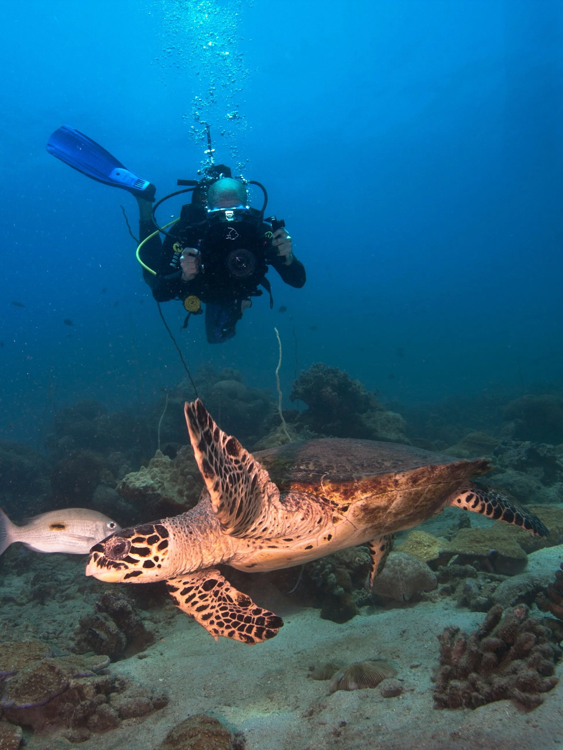 Aaron Gekoski Diving (11).jpeg