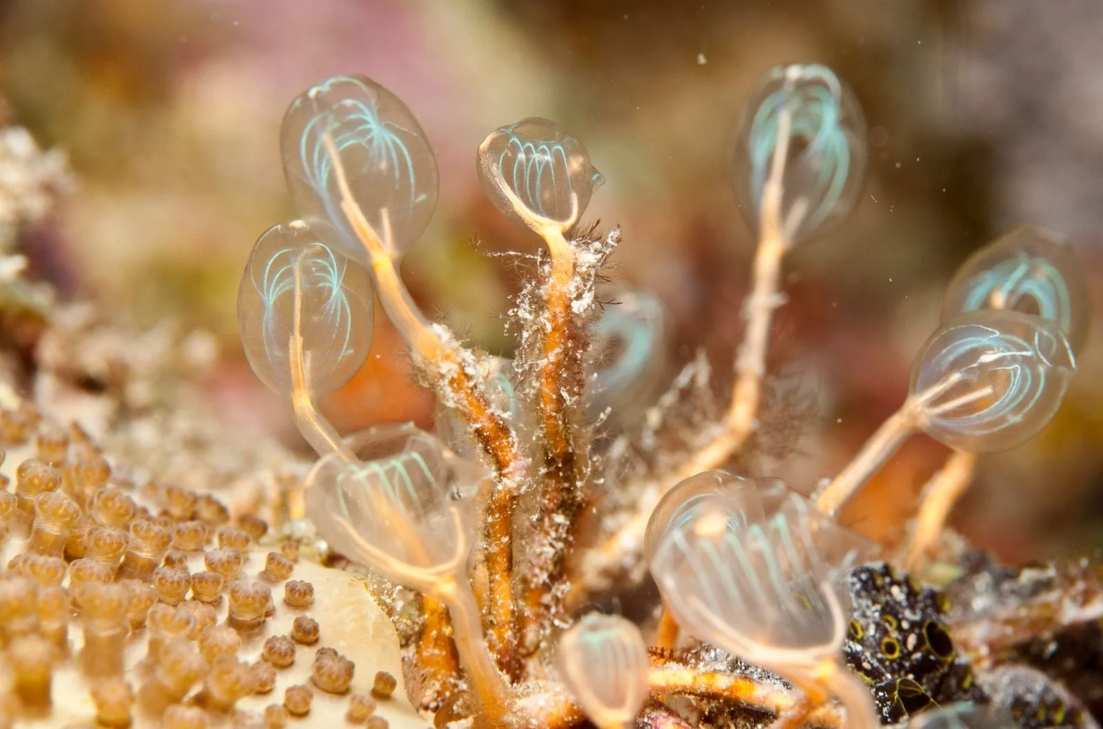 Aaron Gekoski Diving (12).jpeg