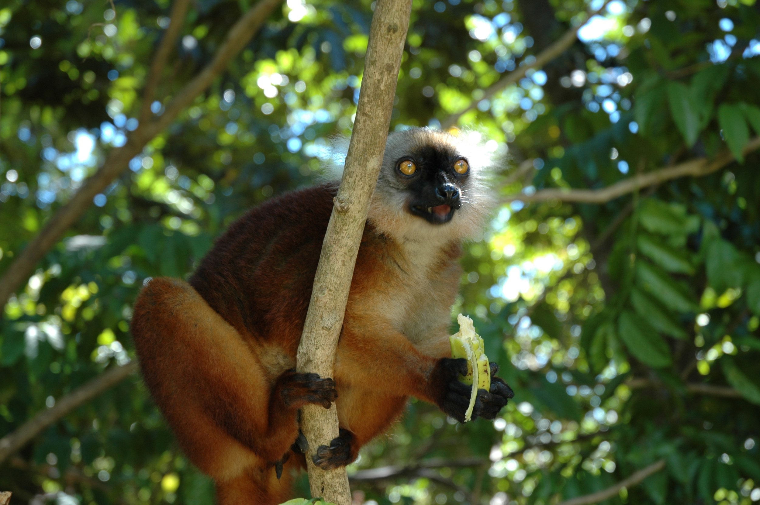 madagascar buttle 341.jpg