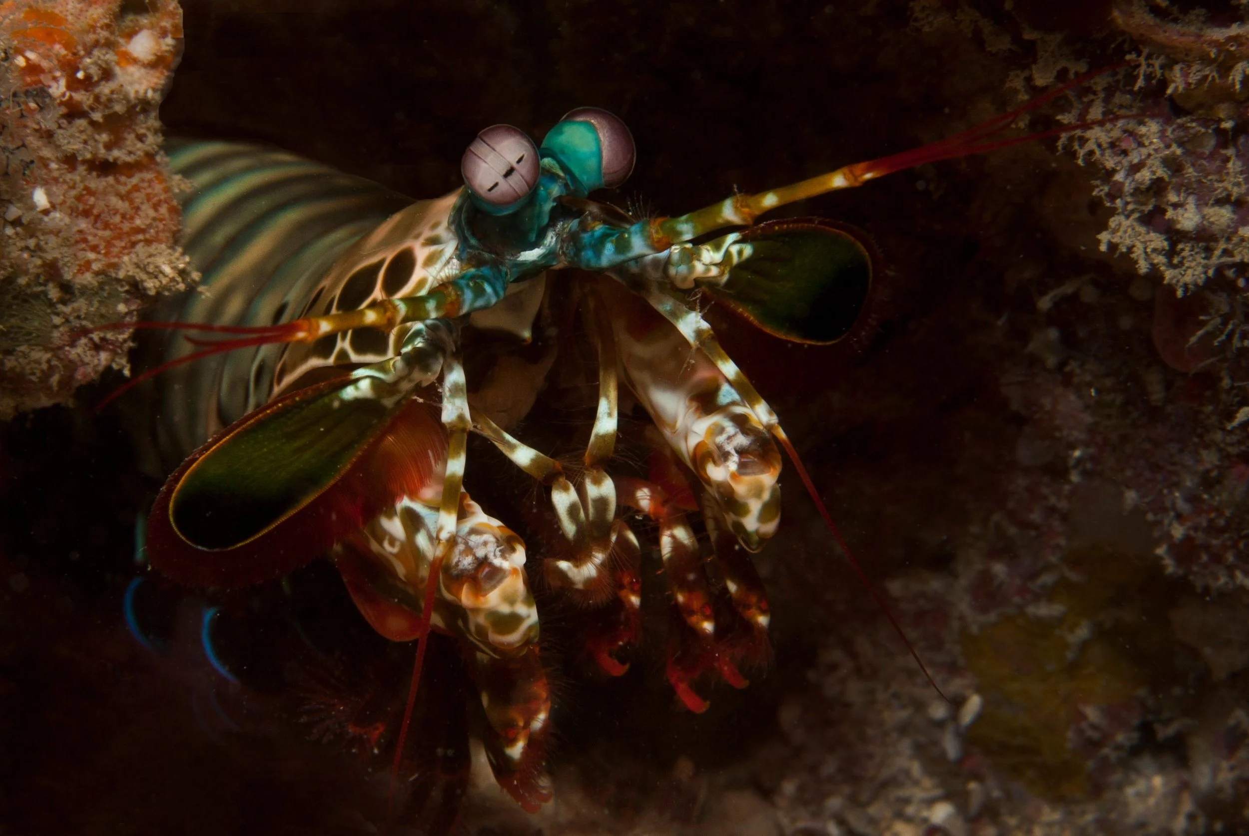 Aaron Gekoski Diving (22).jpeg