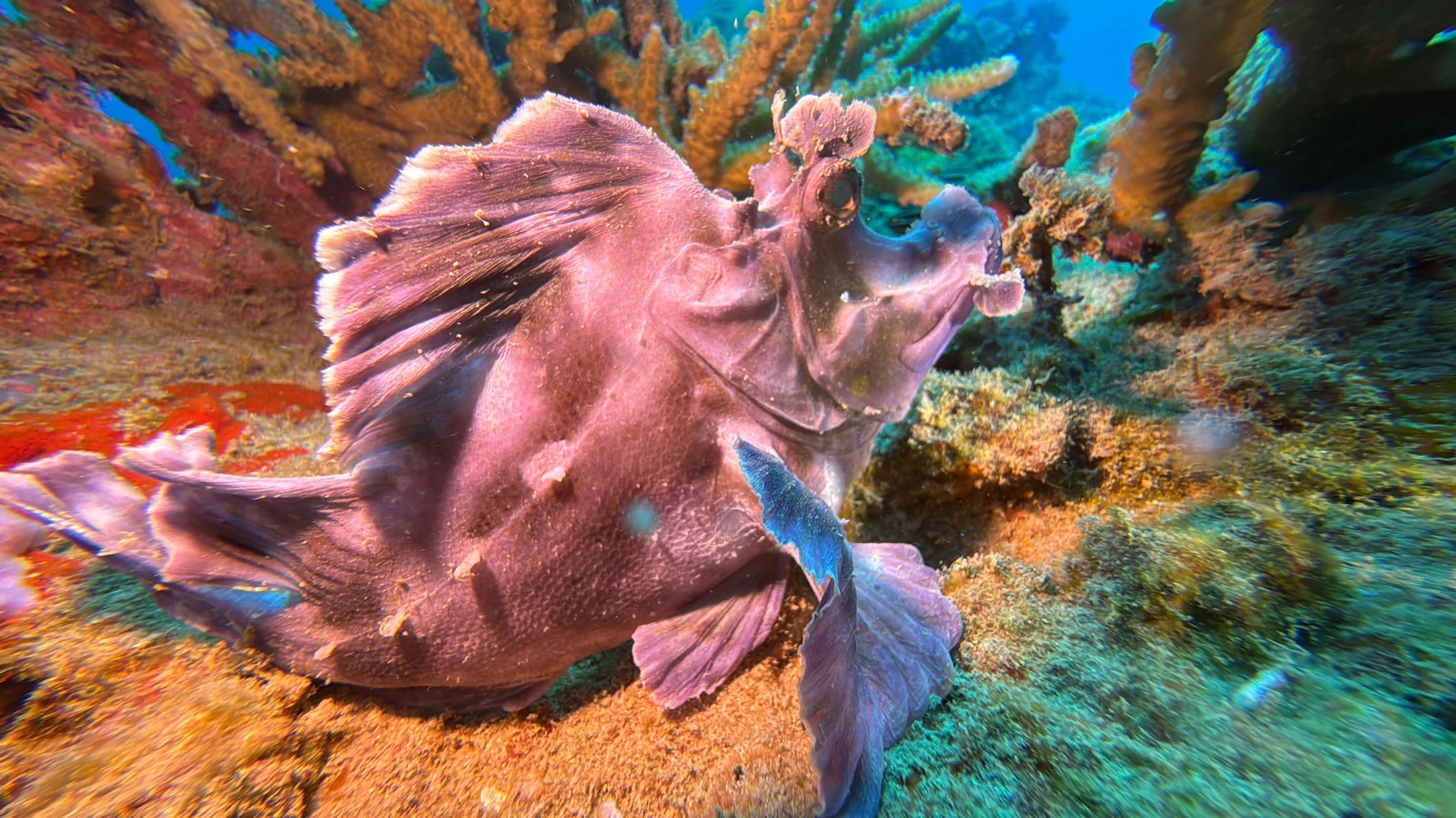 Diving in Nosy Be.jpg