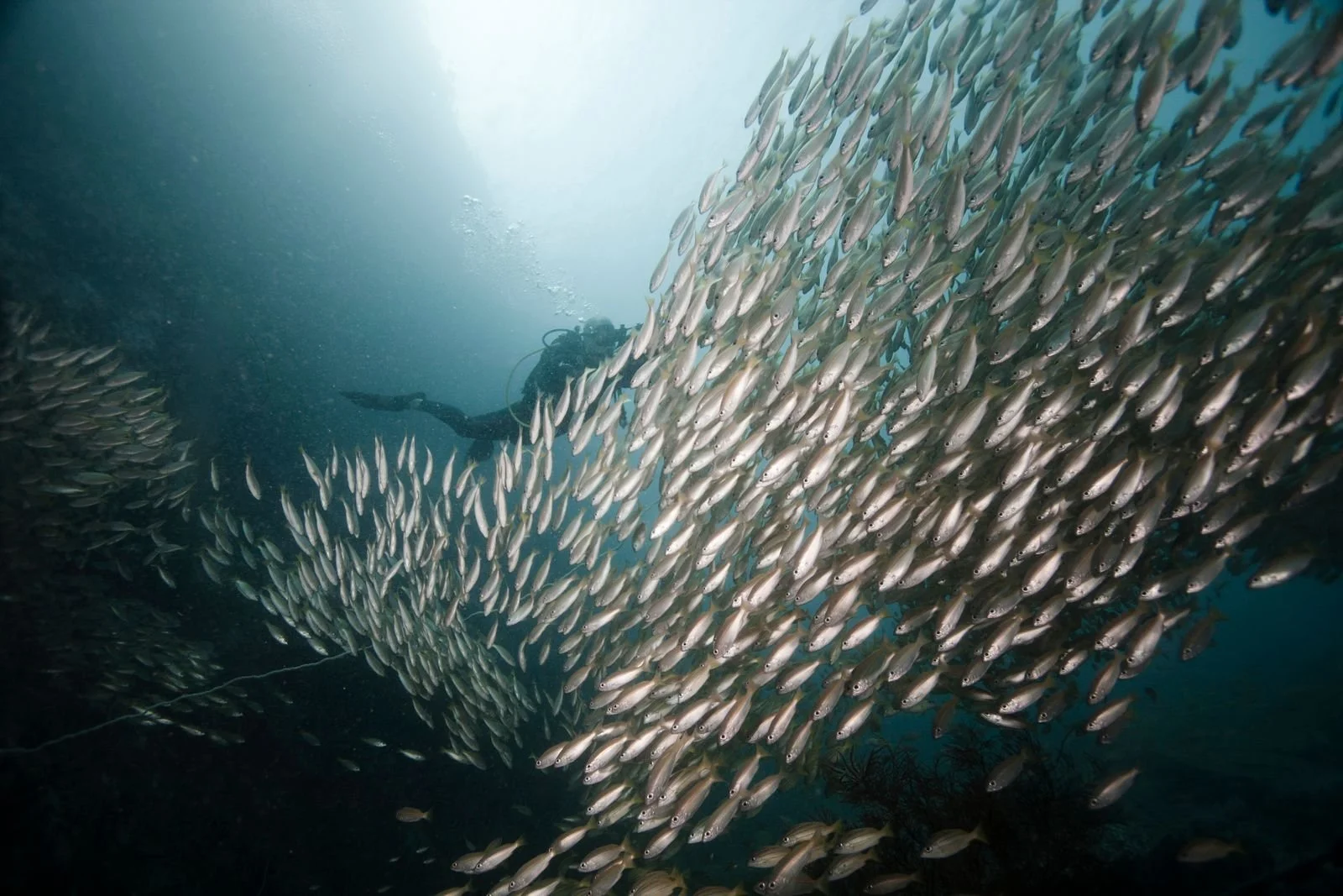 Aaron Gekoski Diving (9).jpeg