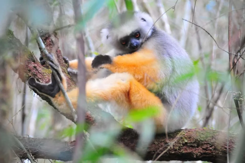 Silky Sifaka Andasibe