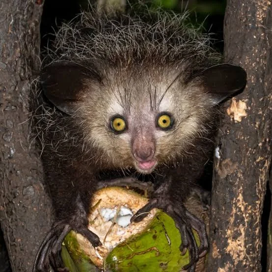 Aye Aye