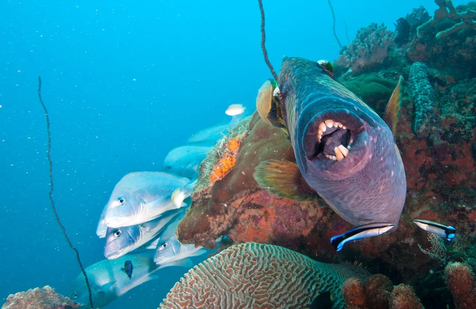 Aaron Gekoski Diving (15).jpeg