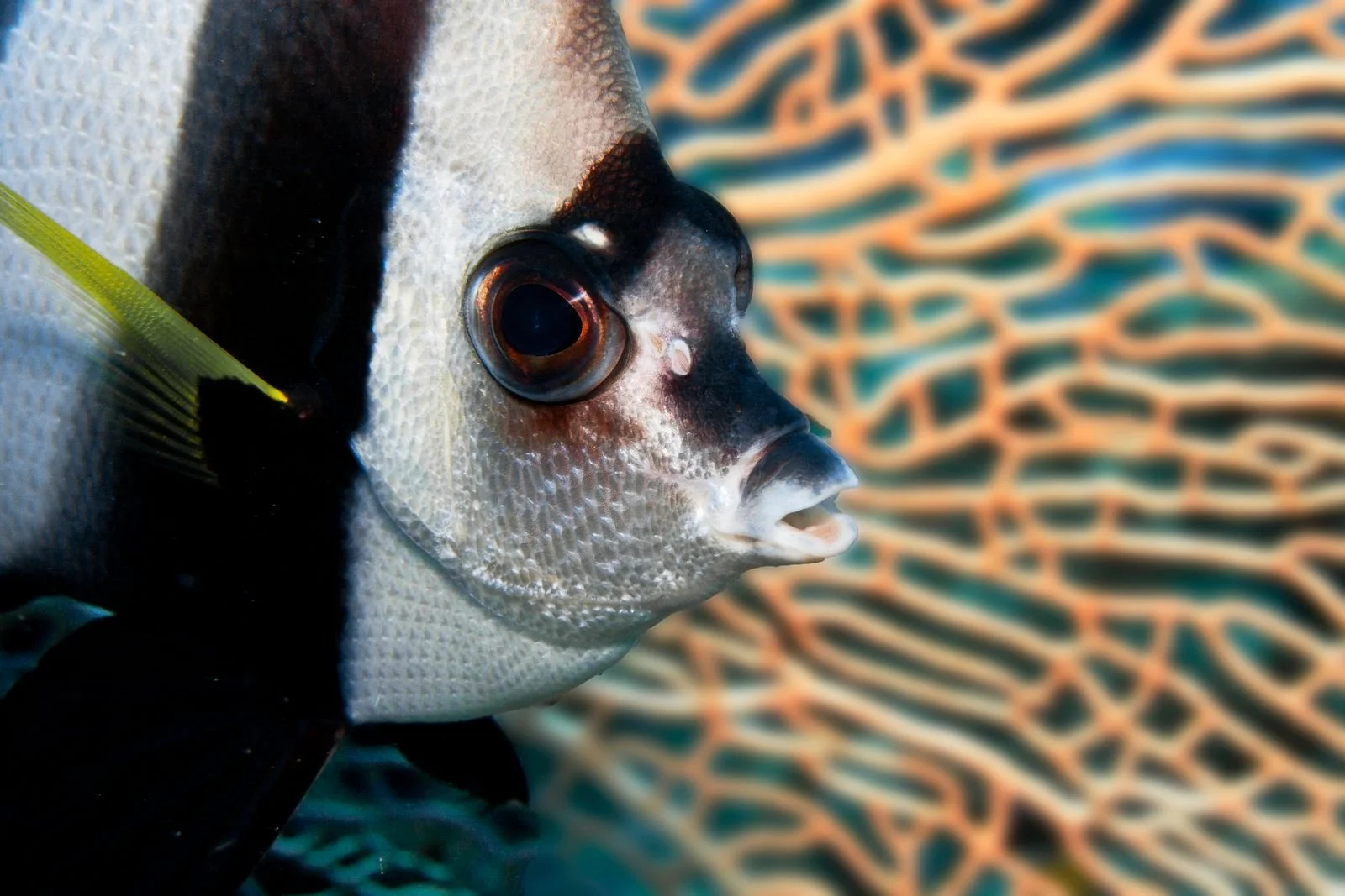 Aaron Gekoski Diving (18).jpeg