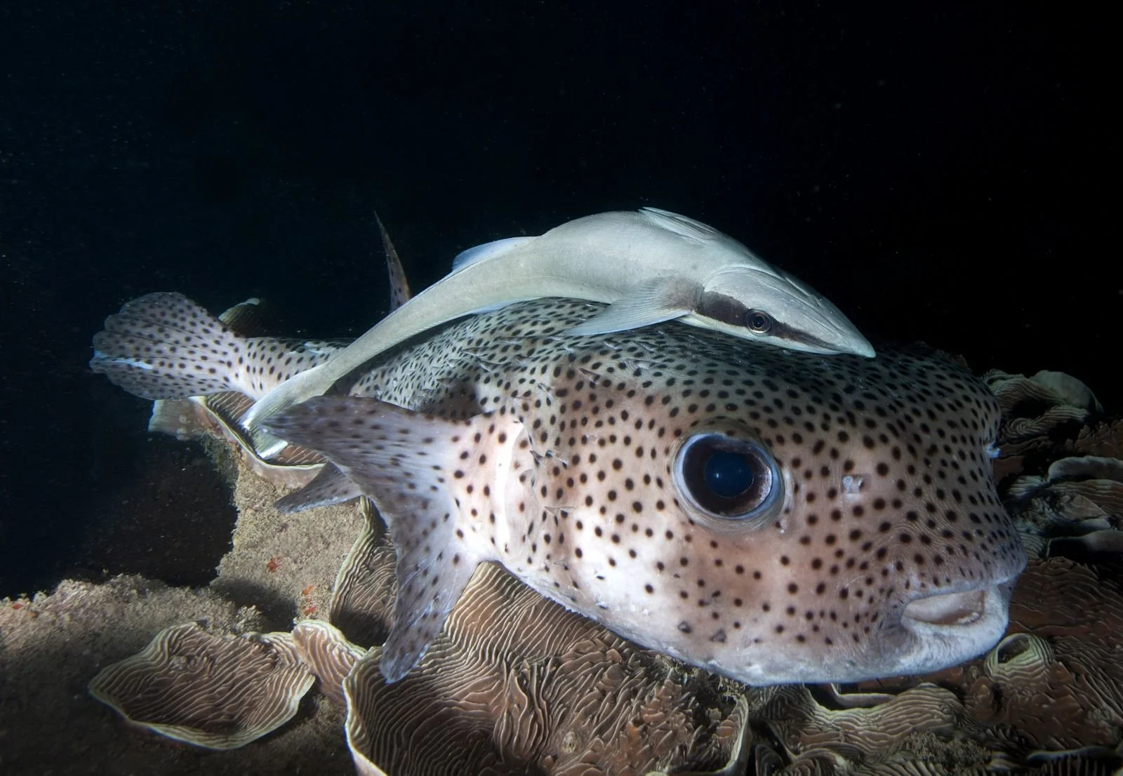 Aaron Gekoski Diving (13).jpeg