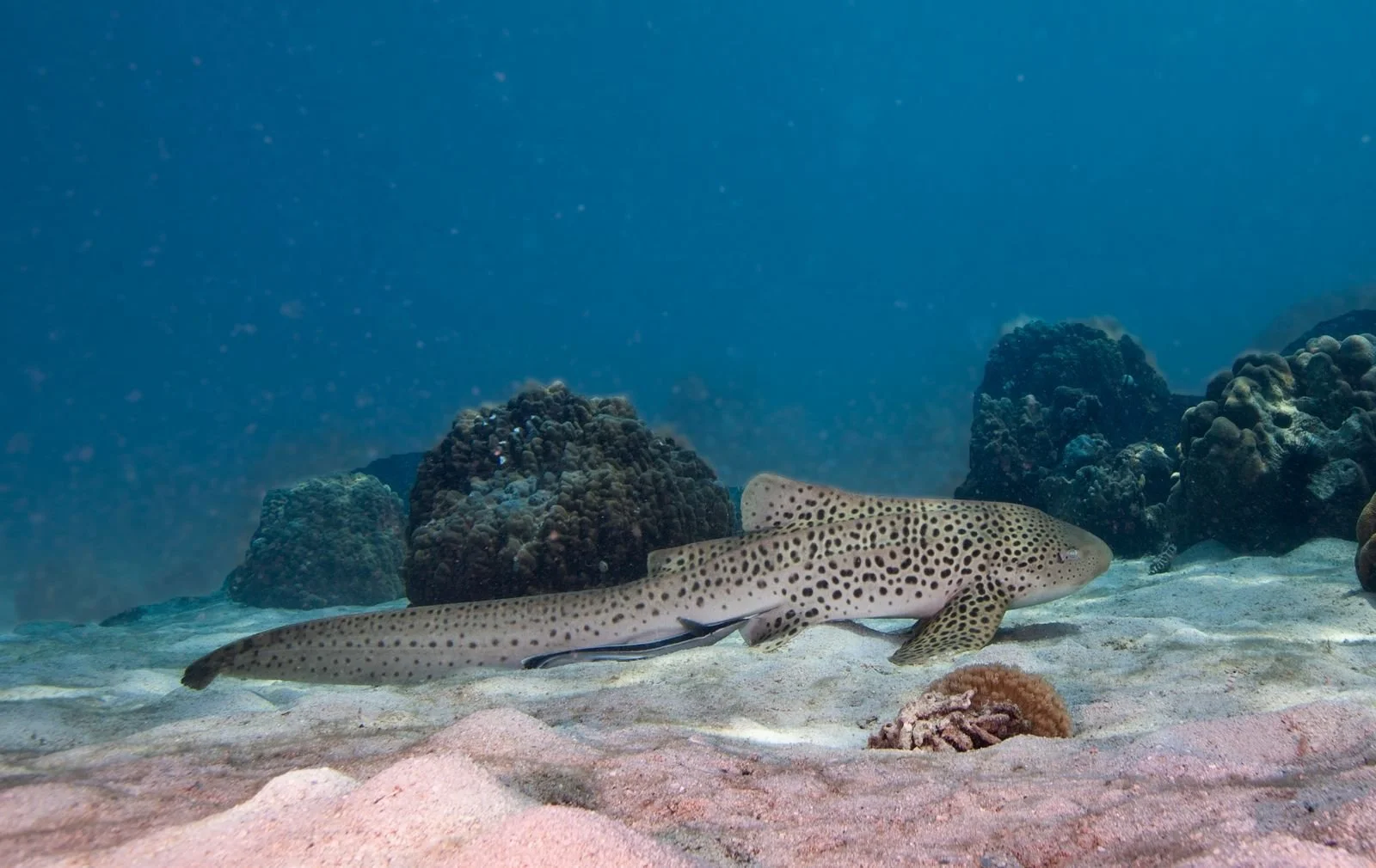 Aaron Gekoski Diving (3).jpeg