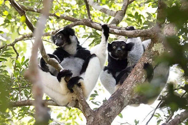 Indri in Andasibe