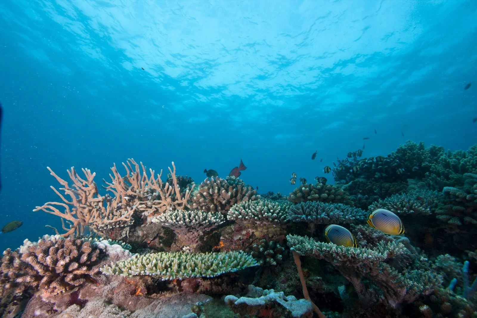 Aaron Gekoski Diving (8).jpeg