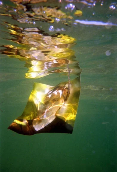 MARIO CADER-FRECH IN MIAMI REPHOTOGRAPHED IN MIAMI 2005