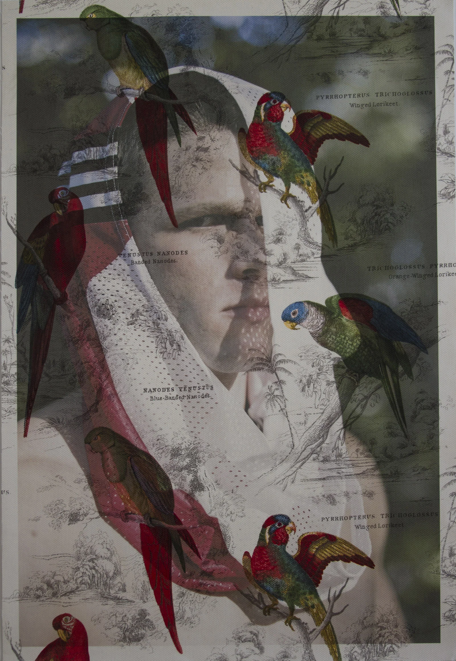 Andy Speer face New York (on Parrot toile) 2013