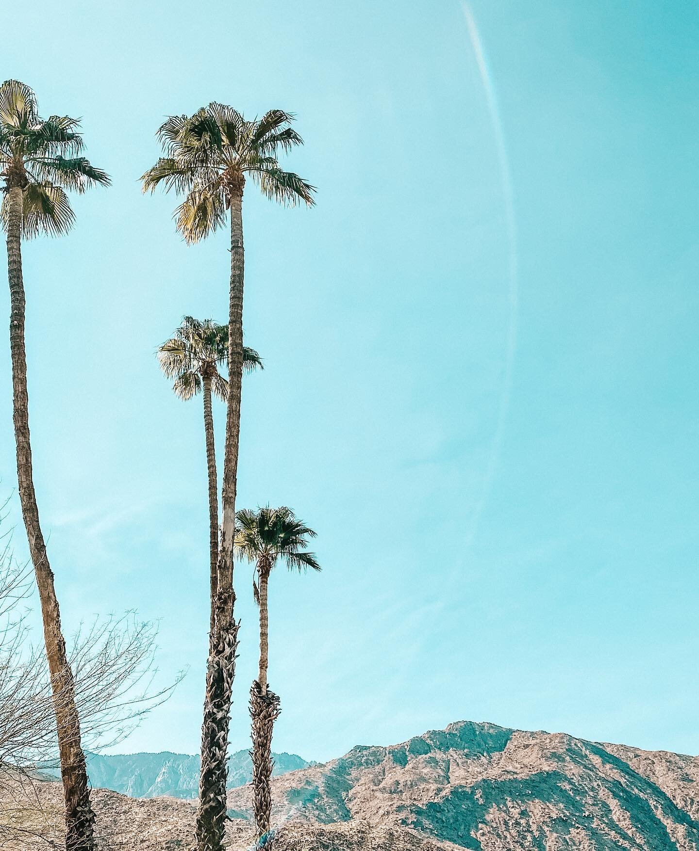 Daydreaming of the desert 🌵 see you in one week Palm Springs! ☀️
.
.
.
#rad #palmsprings #travel #travelphotography #travelgram #travelblogger #california #californiaadventure #palmdesert #desertlife