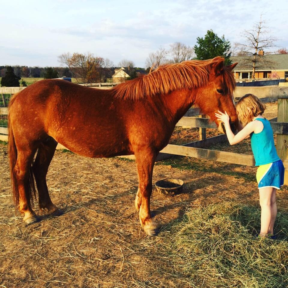 Equine Therapy