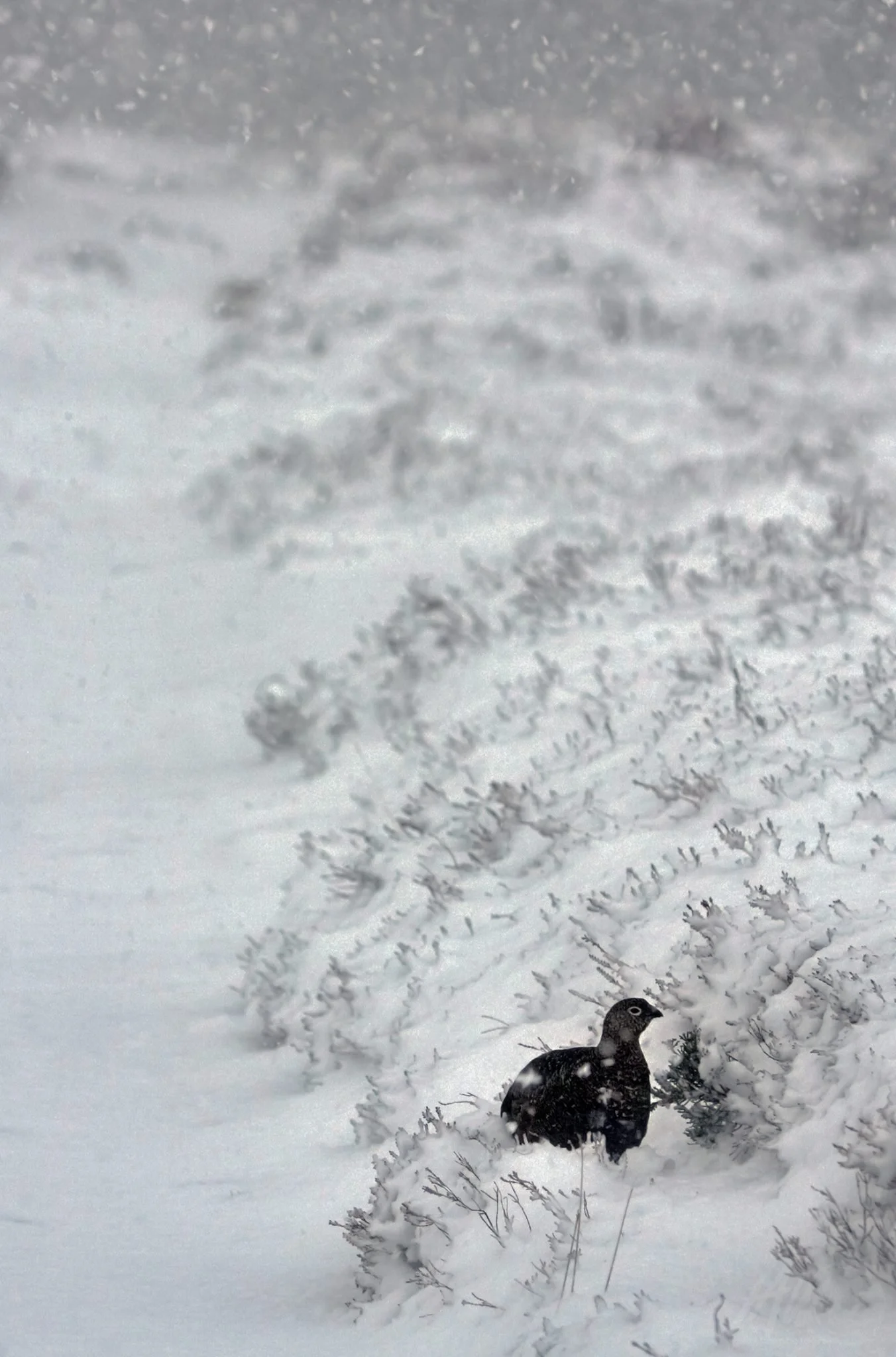 WINTER RED GROUSE CAIRNGORMS NATIONAL PARK