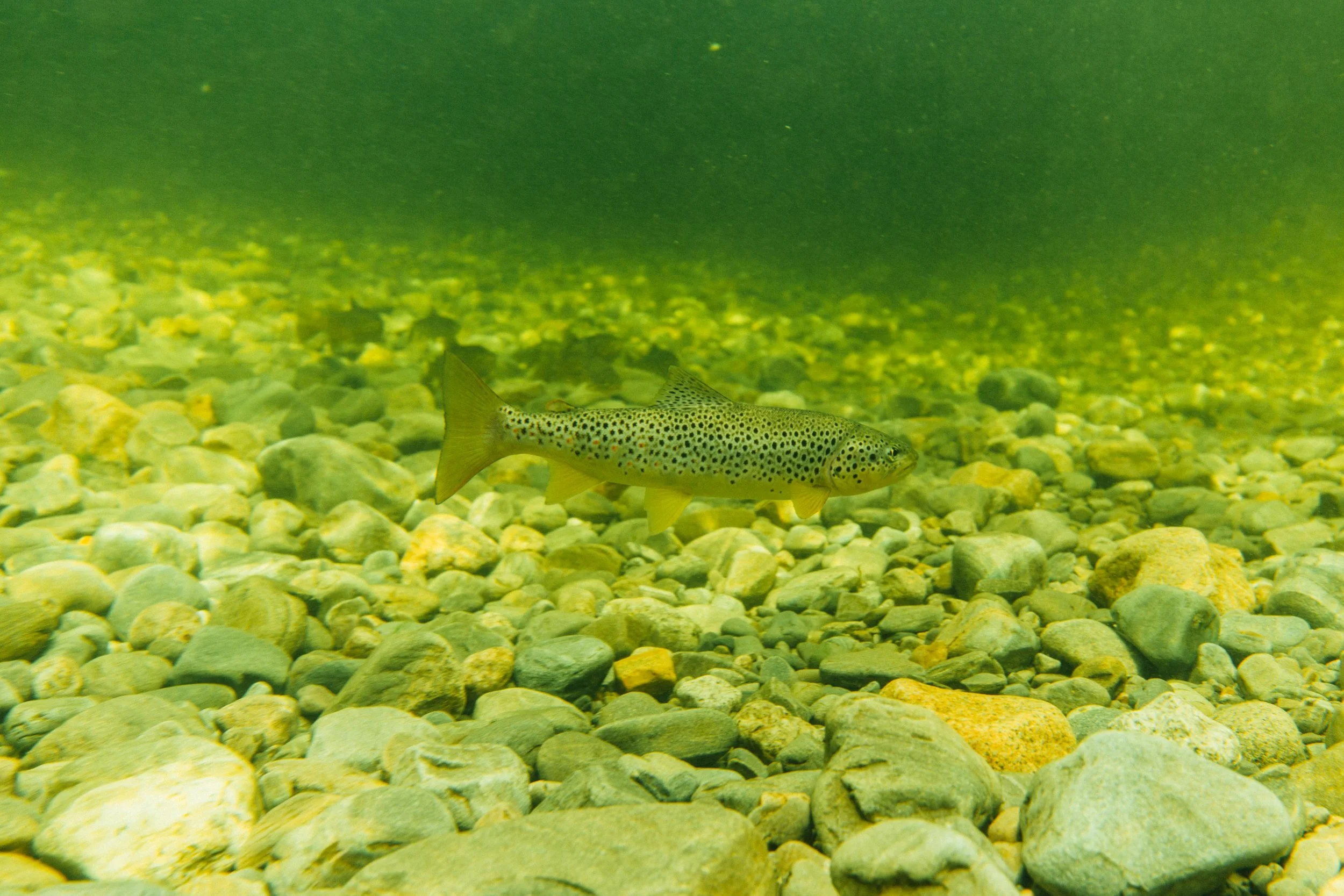 Brown Trout