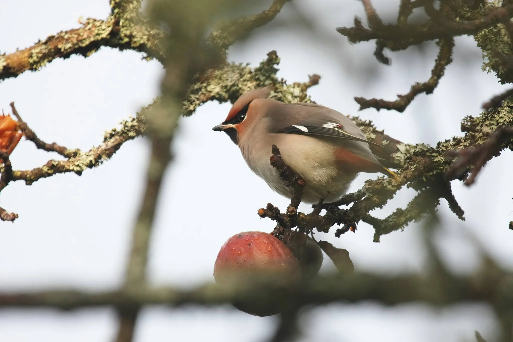 Waxwing