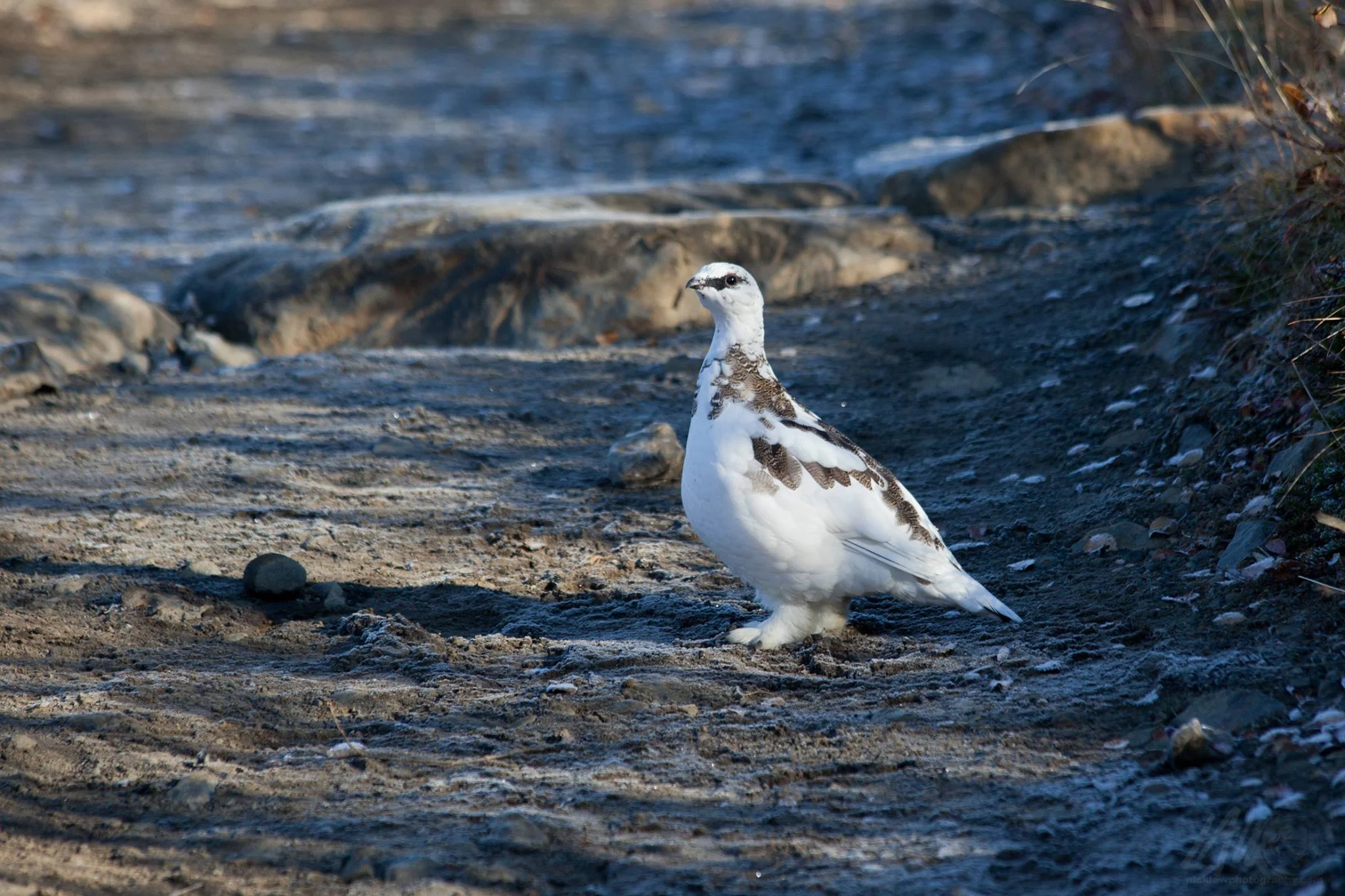 Ptarmigan