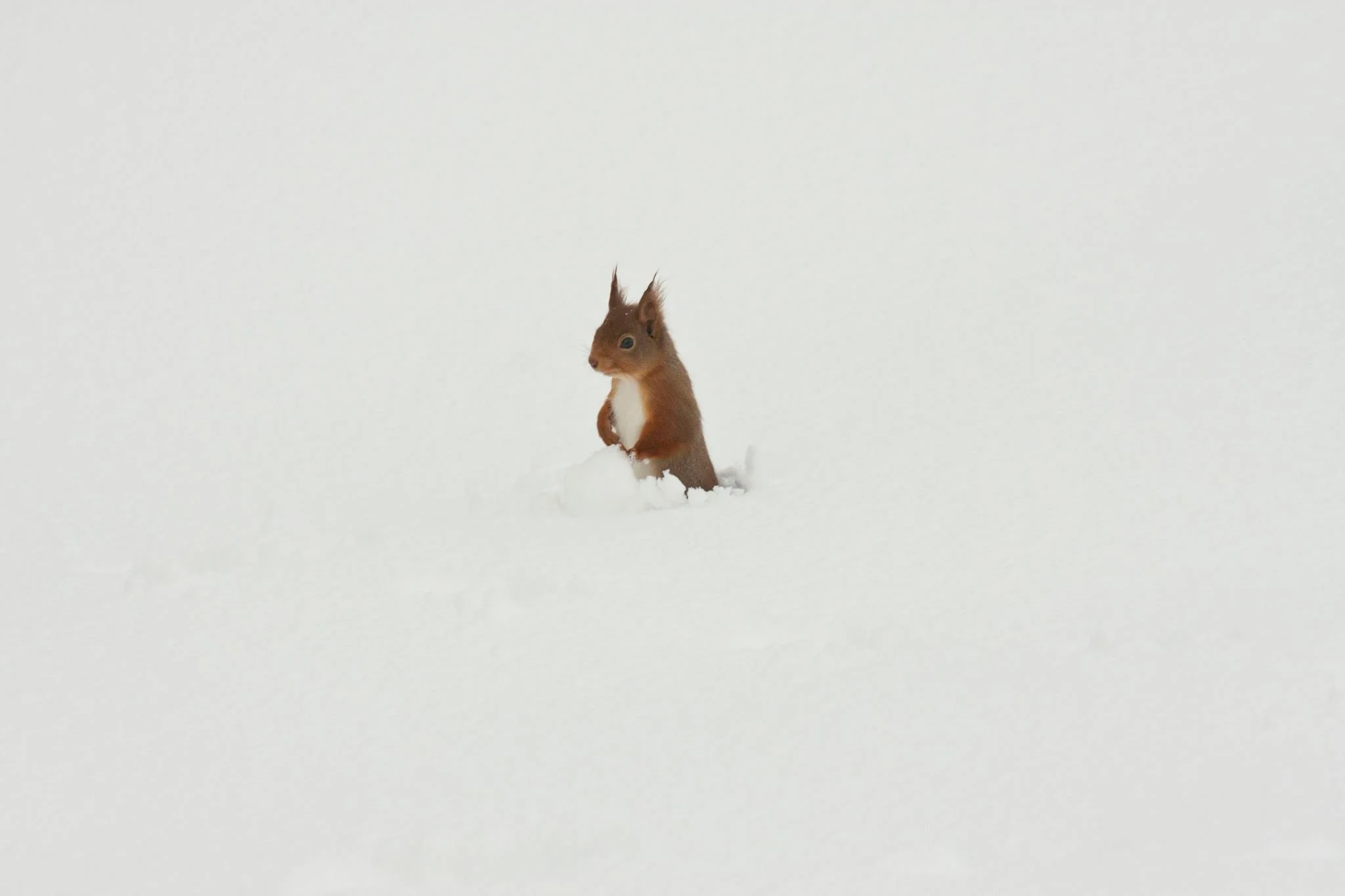Red Squirel