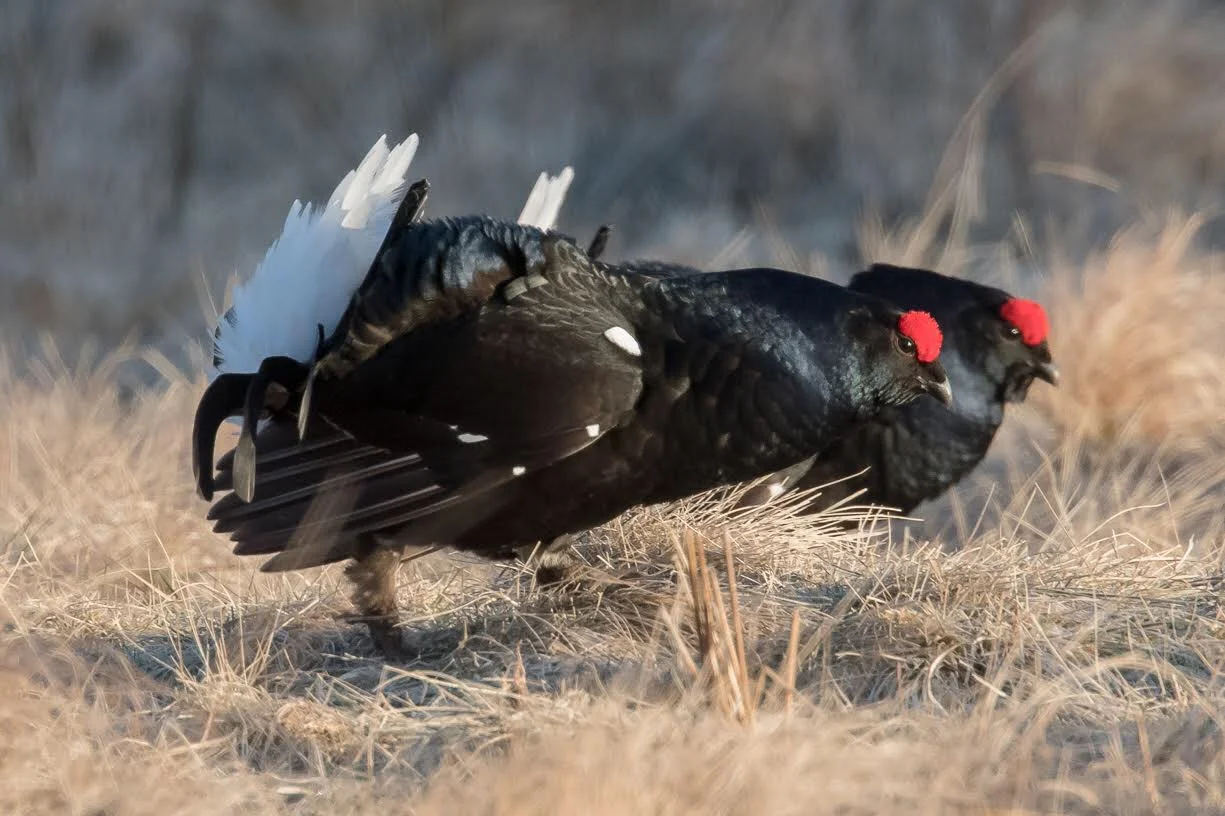 Black Grouse Lek