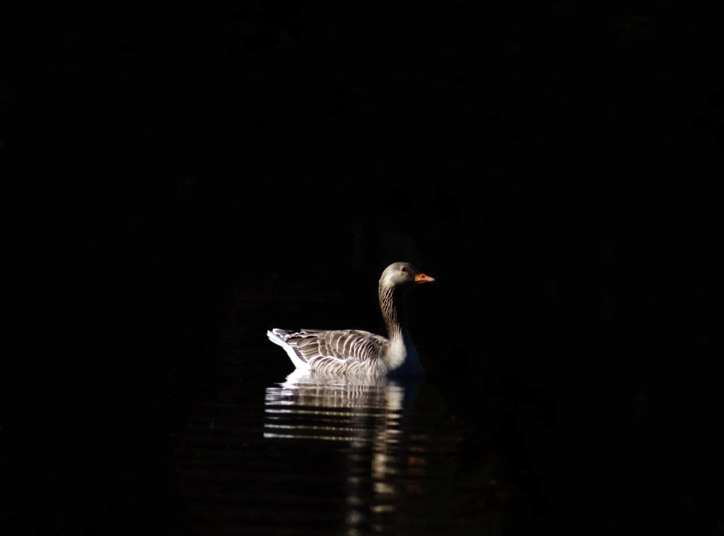 Greylag Goose