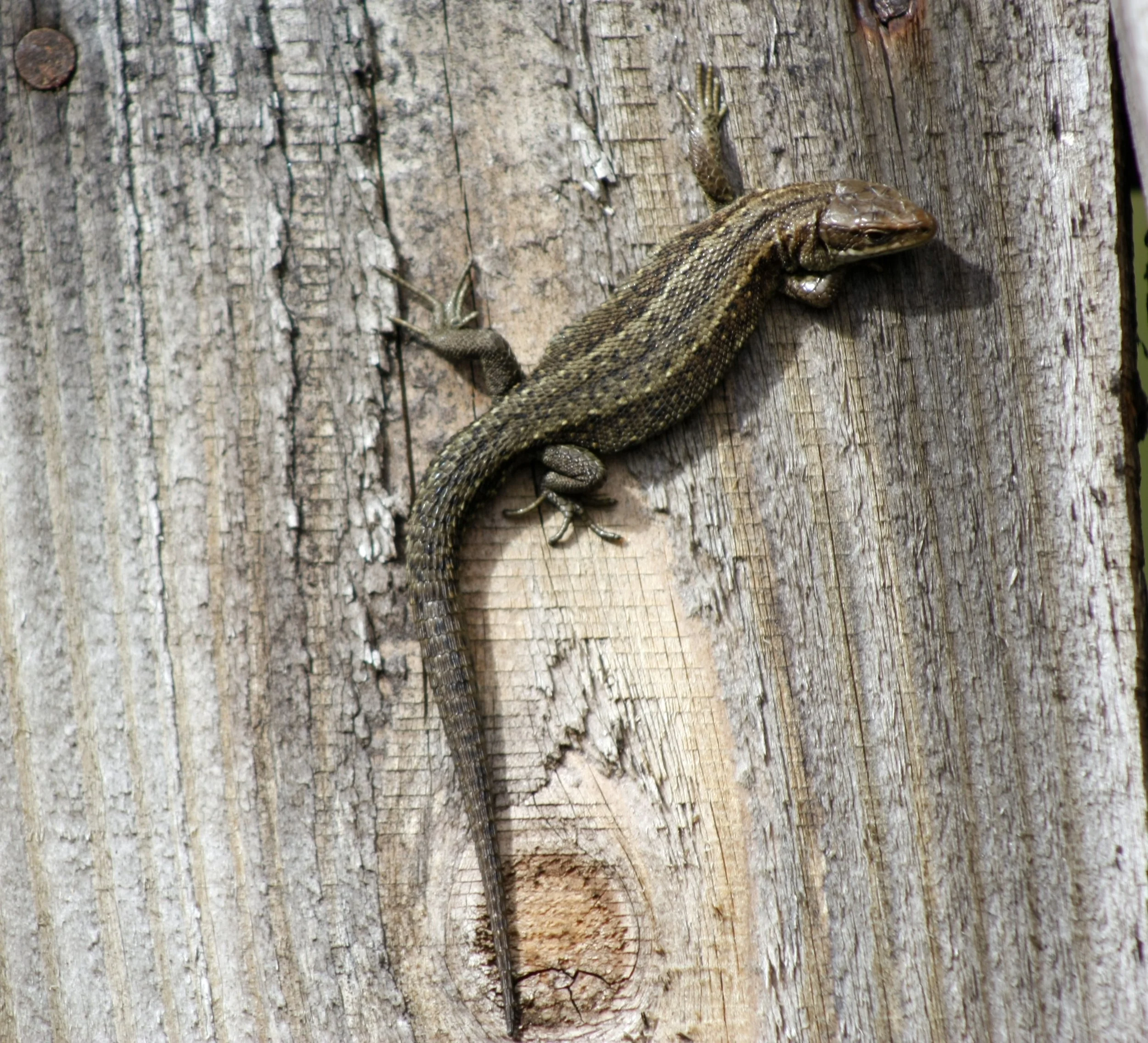 Common Lizard