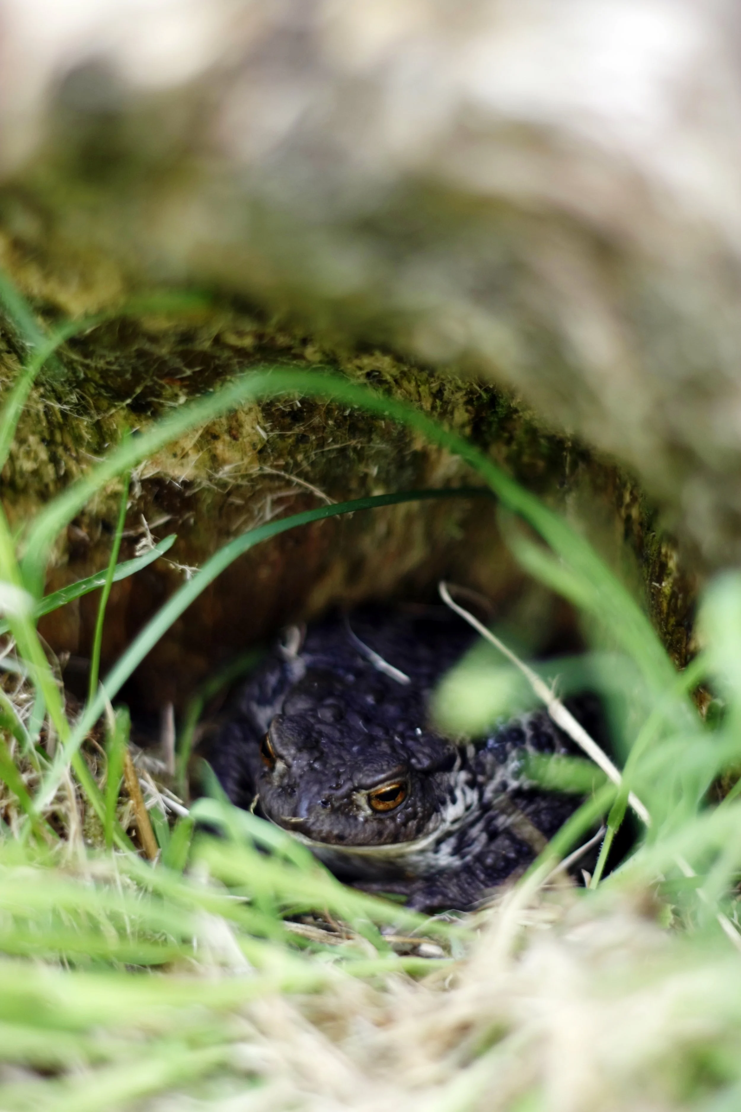  Photograph by Ruari Law 