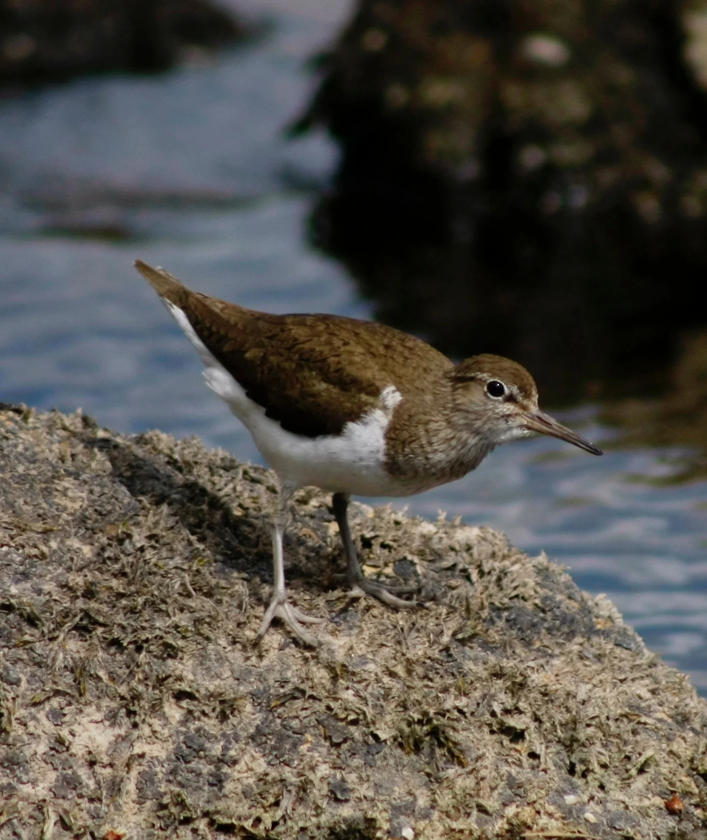 Common Sanpiper