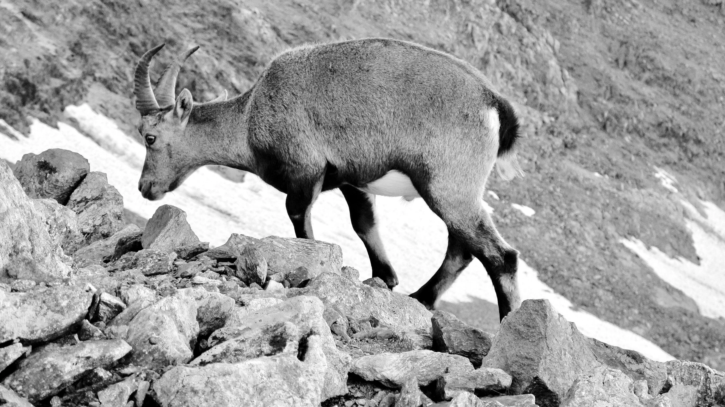 Alpine Ibex on Mt Blanc