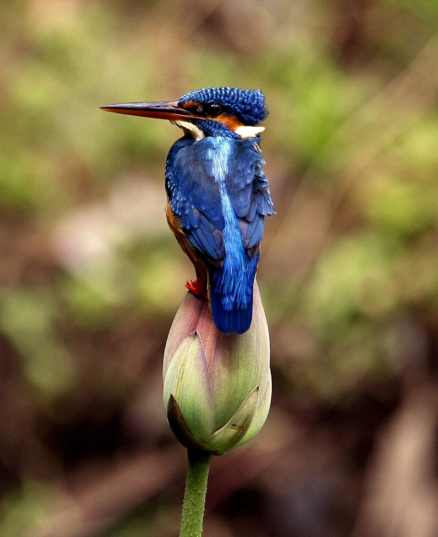 Common Kingfisher