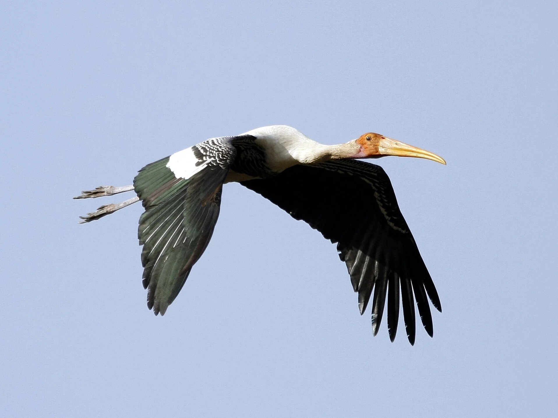Painted Stork