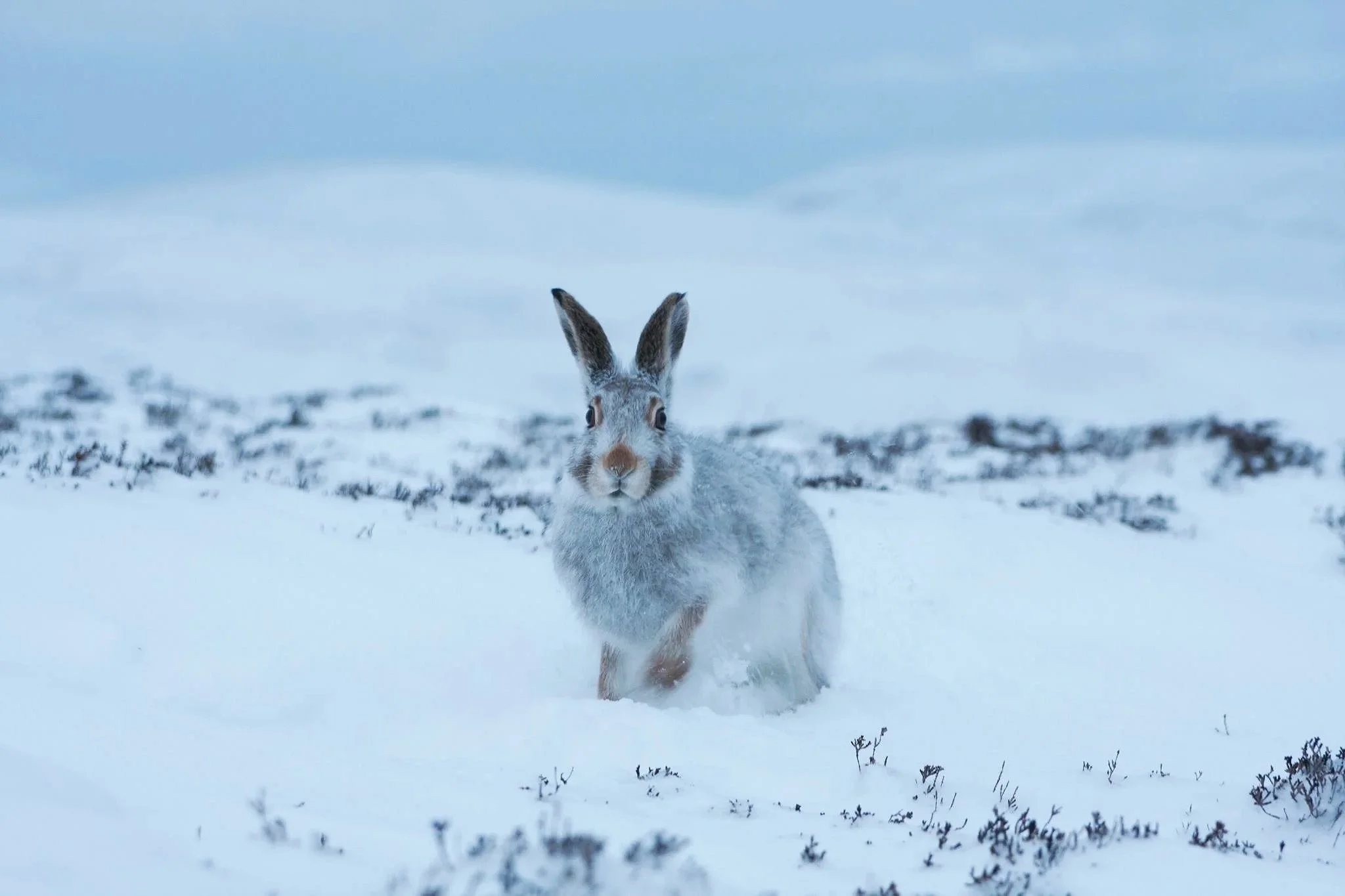WINTER WILDLIFE TOUR SCOTTISH HIGHLANDS