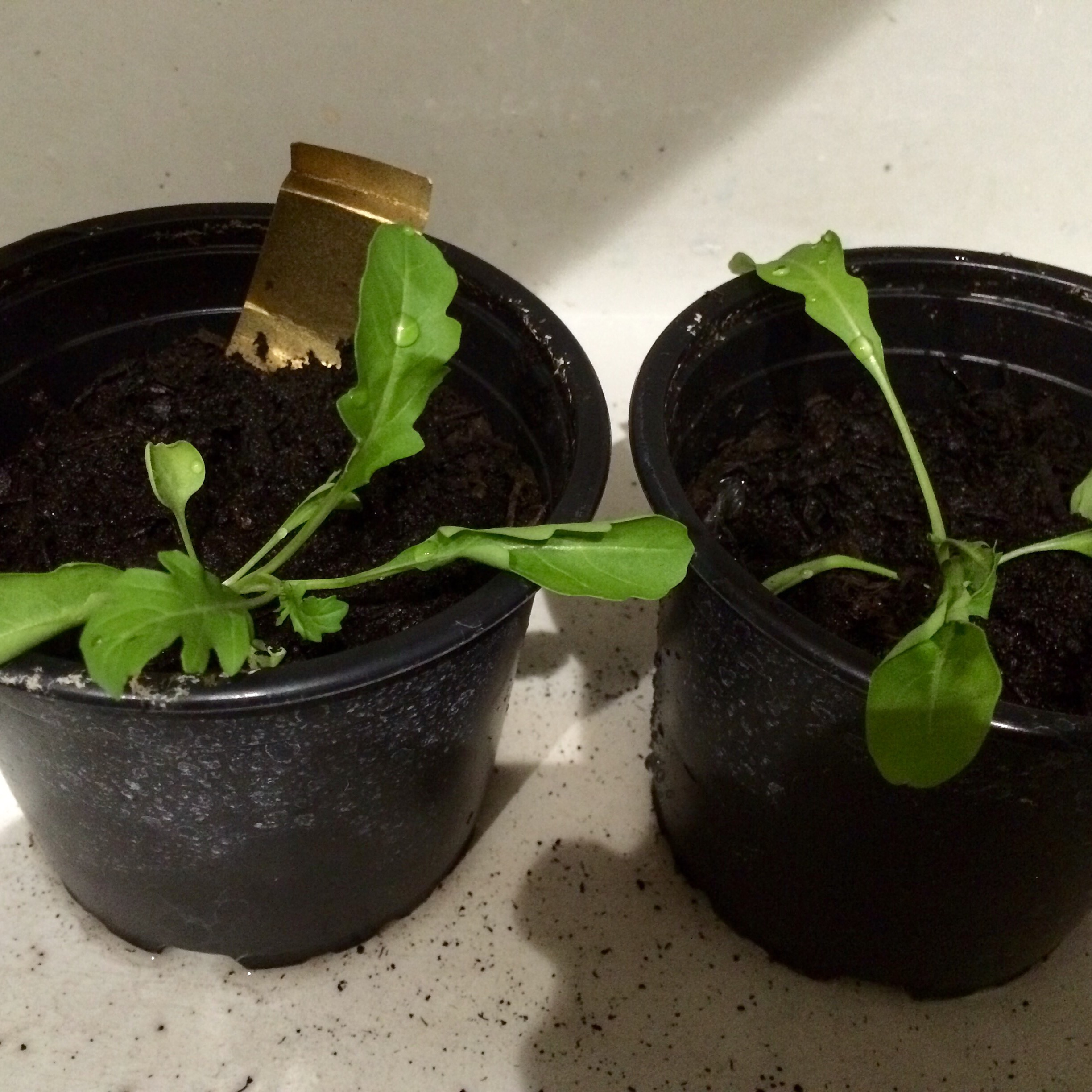 Rocket seedlingsback on Earth, 25th May 2016