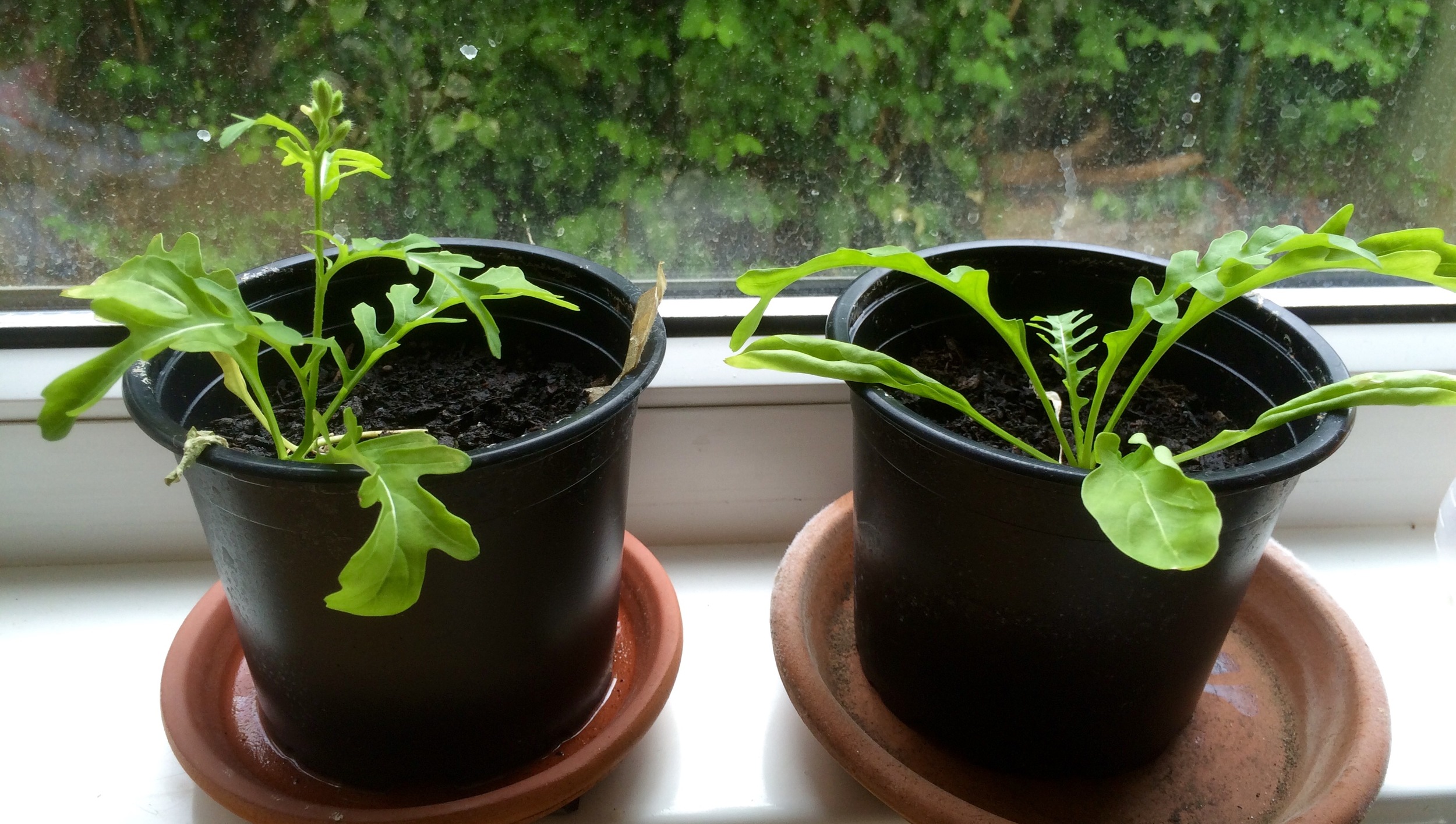 Rocket plants 11th June 2016
