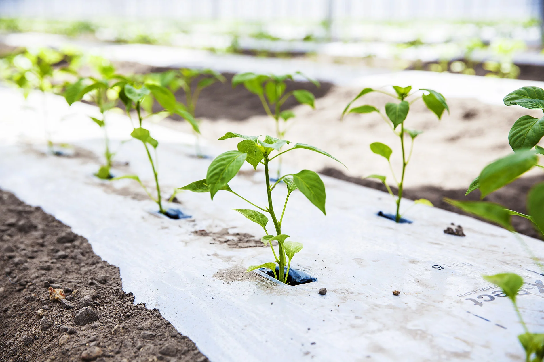 Young Sang Co-Brella Fields-Plant 01-HR.jpg