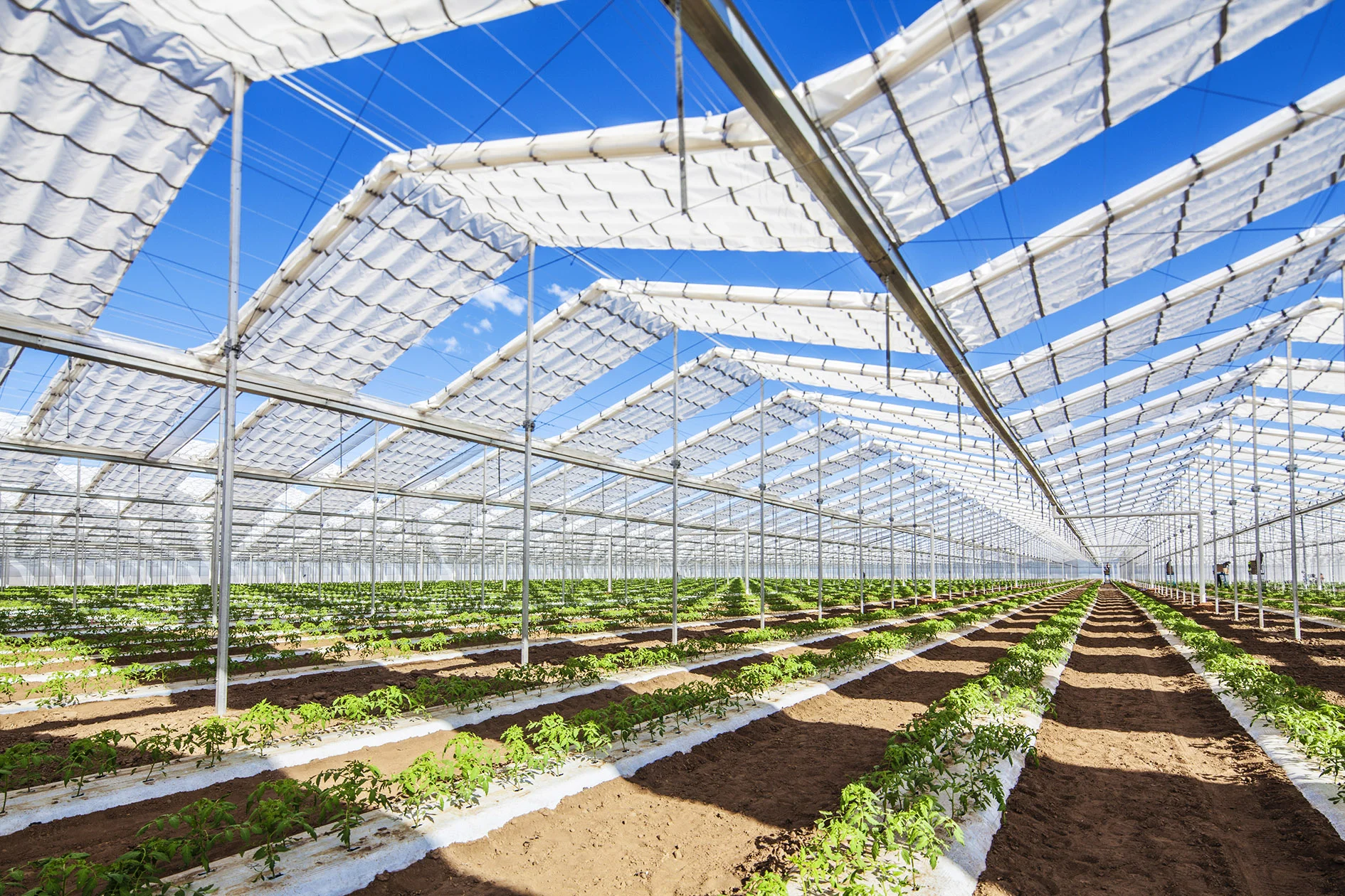 Young Sang Co-Brella Fields-HR.jpg