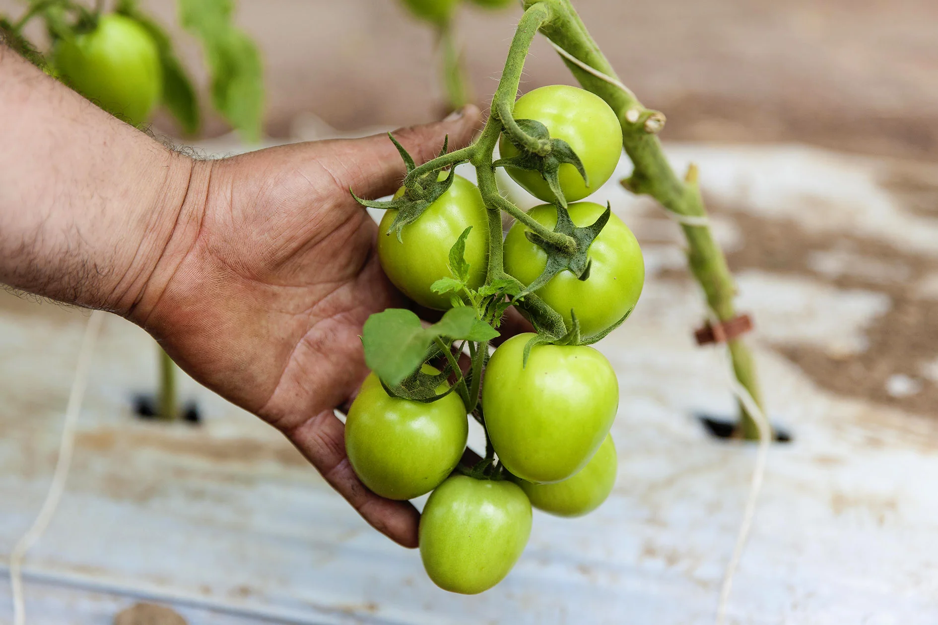 Young Sang Co-Tomatoes Hand-HR.jpg