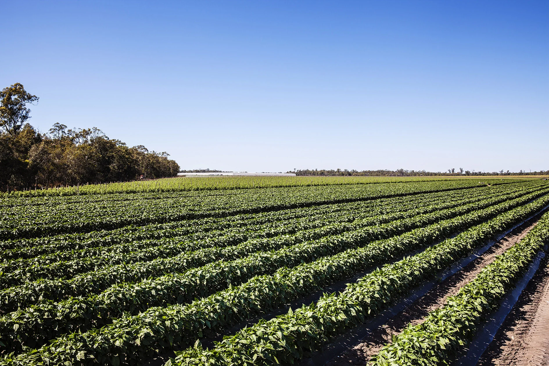 Young Sang Co-Fields-01-HR.jpg