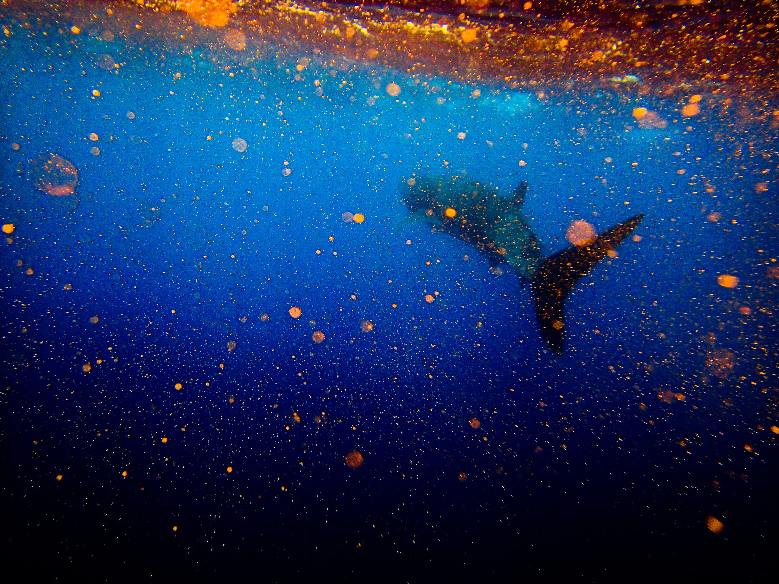Spyrides_Kyle_Ningaloo_Reef_Sal_Salis.13.5.2016P5111002.jpg