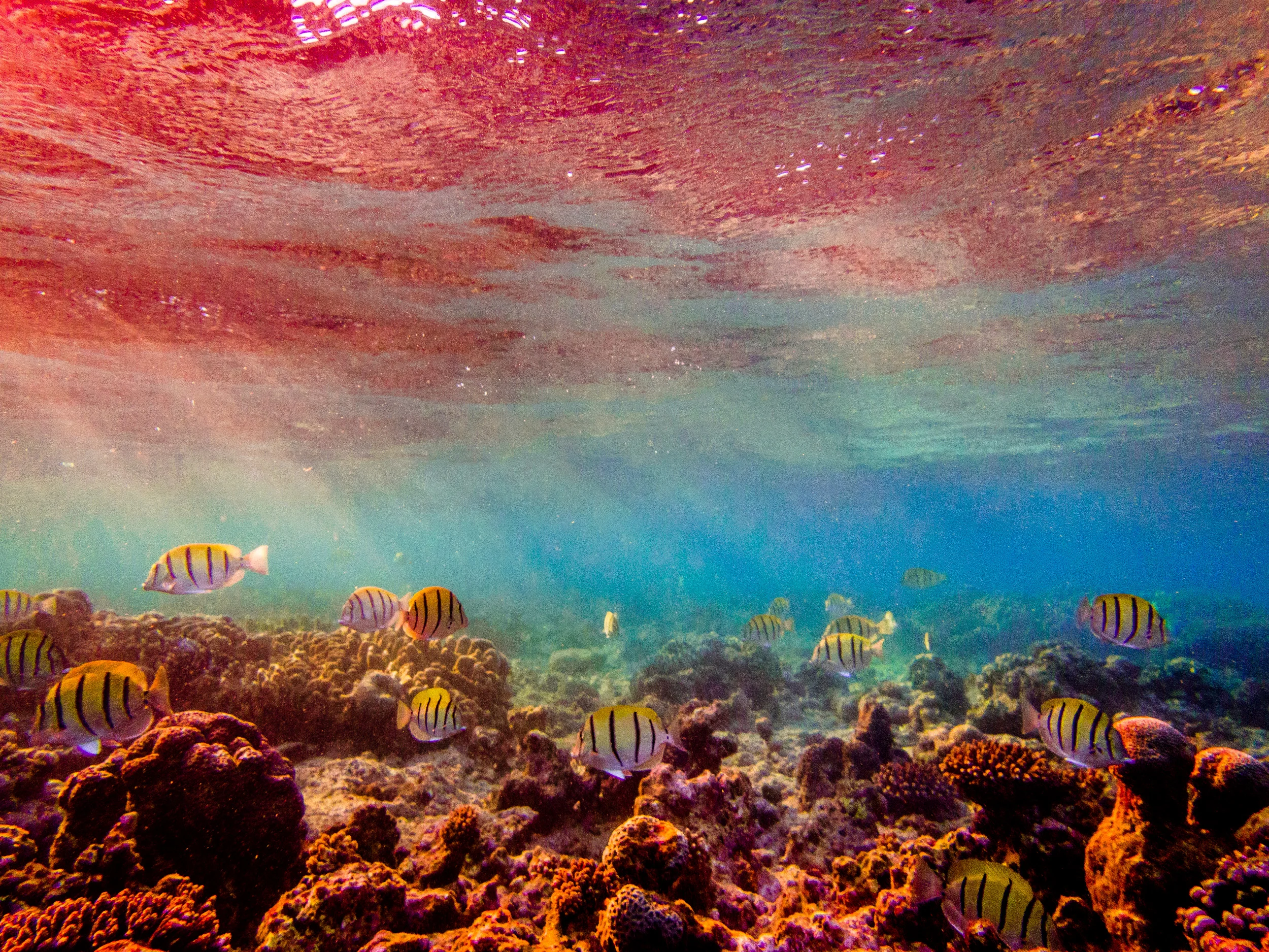 Spyrides_Kyle_Ningaloo_Reef_Sal_Salis.13.5.2016P5131847.jpg